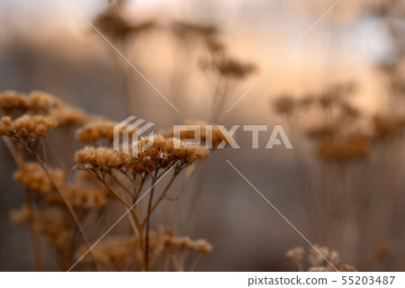 Silhouettes of an umbellate plant in the sunset Silhouettes of an umbellate plant in the sunset 55203487