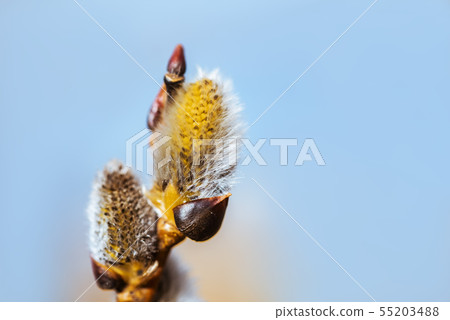 The young swelled willow buds on a blue background The young swelled willow buds on a blue background 55203488
