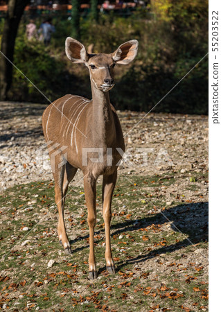 Greater kudu, Tragelaphus strepsiceros is a 55203522