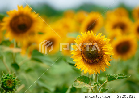 Sunflower field - bright yellow flowers, beautiful Sunflower field - bright yellow flowers, beautiful 55203825