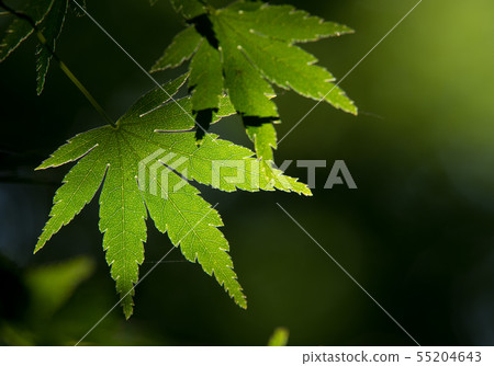 Fresh green maple Fresh green maple 55204643