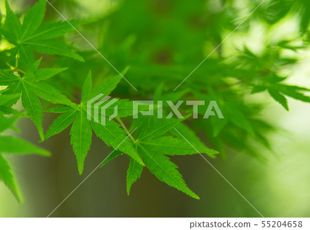 Fresh green maple Fresh green maple 55204658