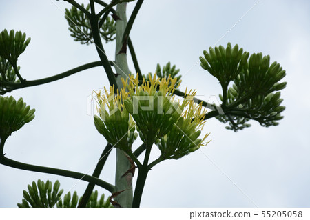 Blue-green agave and blue dragon tongue orchids that have begun to bloom Blue-green agave and blue dragon tongue orchids that have begun to bloom 55205058