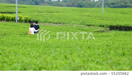Korean couple taking pictures at green tea field in Jeju-do, Korea 55205662