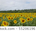 sunflower	 55206196
