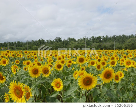 sunflower sunflower 55206196