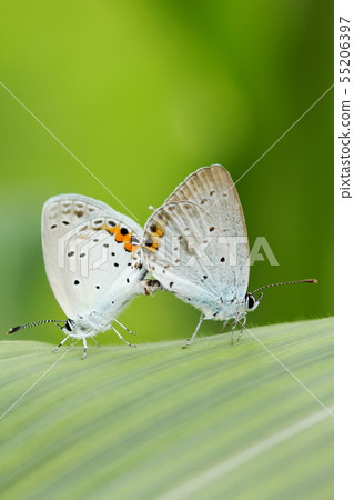 燕尾蛤的交配 55206397