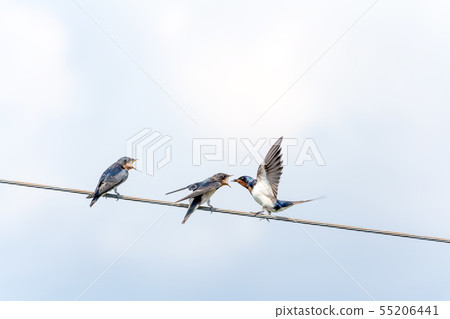 Swallow, swallow, salmon, parent and child, feeding, feeding Swallow, swallow, salmon, parent and child, feeding, feeding 55206441