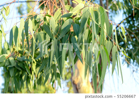 Fresh green leaves of an eucalyptus tree 55206667