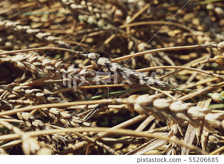 beautiful wheat branches lying at the side field. beautiful wheat branches lying at the side field. 55206685
