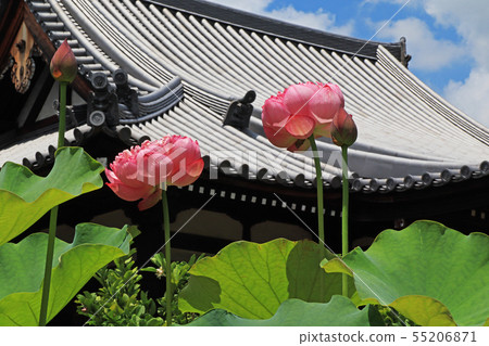 白金 白金 55206871