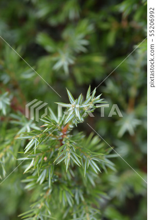 Juniper Suecica 55206992