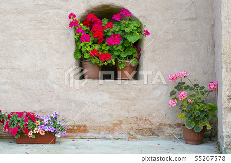 Red and white geranium. 55207578
