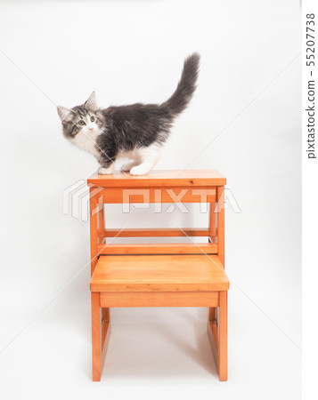 挪威jyan森林小貓的小貓提高它的尾巴 55207738