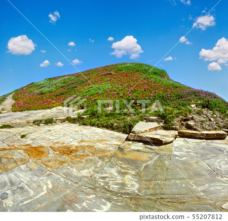 Pink Carpobrotus flowers on rock top Pink Carpobrotus flowers on rock top 55207812