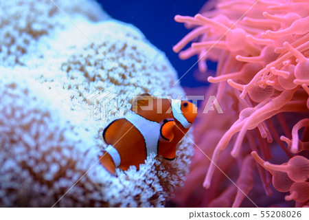 The orange clownfish Amphiprion percula , swims The orange clownfish Amphiprion percula , swims 55208026