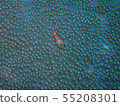 珊瑚礁 55208301