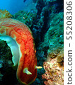海生物 55208306