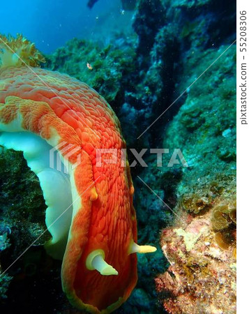 海生物 海生物 55208306