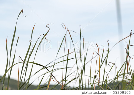 Natural photo with coastal reed leaves 55209165