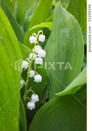 Lily of the valley, vertical macro photo 55209166