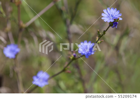 Blue chicory flowers, close up photo 55209174
