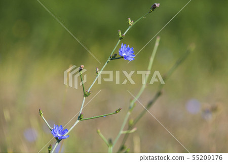 Blue chicory flowers grow on a field Blue chicory flowers grow on a field 55209176