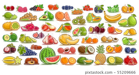 Vector set of fresh Fruits and Berries 55209666