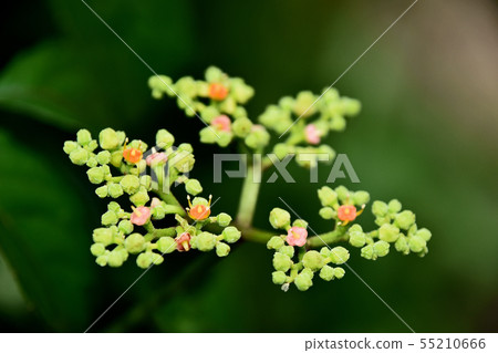 黃色花花 黃色花花 55210666