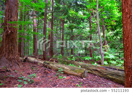 Maruyama Primitive forest 55211193