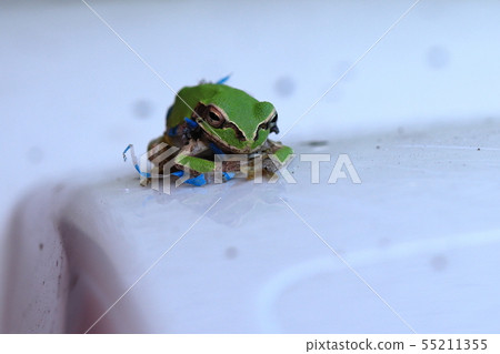 Tree frog on a trash bin next to a vending machine 55211355