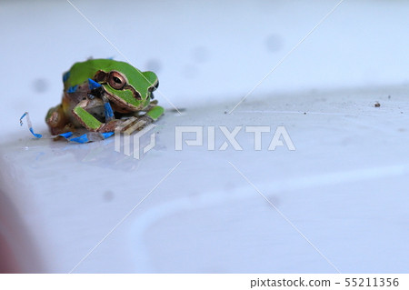 Tree frog on a trash bin next to a vending machine 55211356