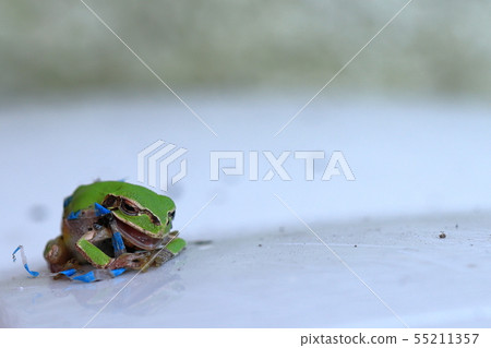 Tree frog on a trash bin next to a vending machine 55211357