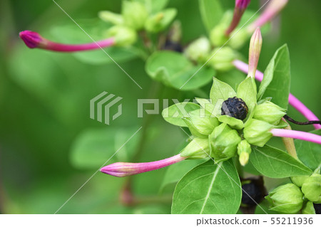 Black seeds of Oshiroibana 55211936