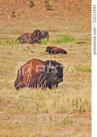 American Bison 55211991