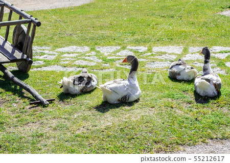 Geese on the lawn. Geese on the lawn. 55212617