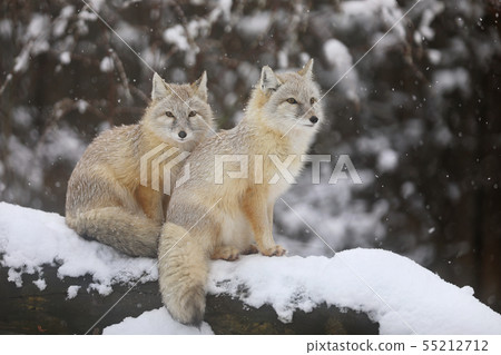 Two Corsac fox on trunk in winter - Vulpes corsac Two Corsac fox on trunk in winter - Vulpes corsac 55212712