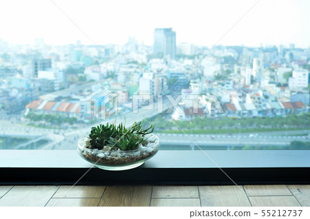 Succulents and Cactus in glass 55212737