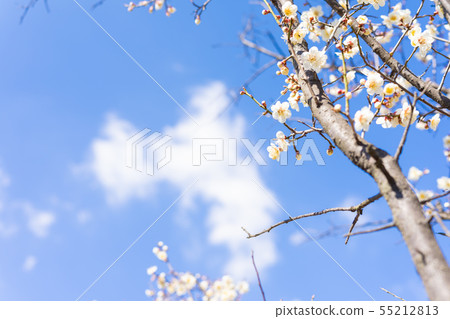Sky and Plum blossoms Sky and Plum blossoms 55212813
