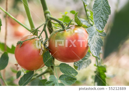 Tomato   55212889