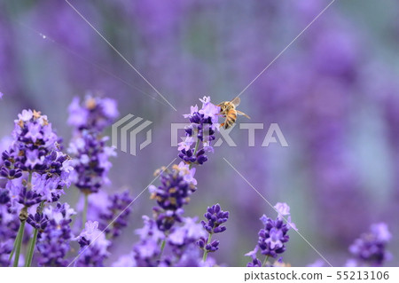 [Yamanashi Prefecture] Lake Kawaguchi Lavender and bees in Yagizaki Park 55213106