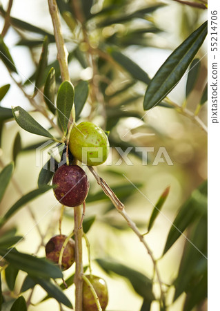Olive berry olive tree 55214706