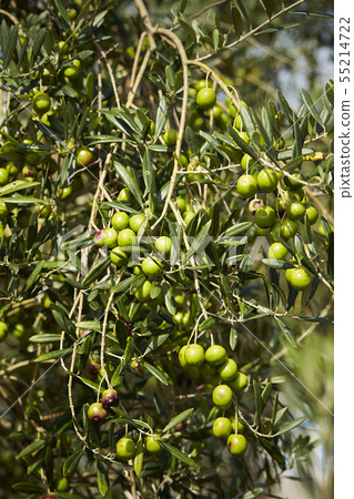 Olive berry olive tree 55214722