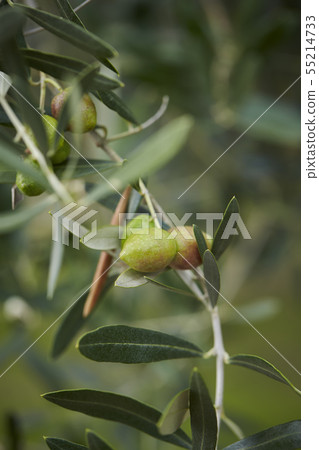Olive berry olive tree 55214733