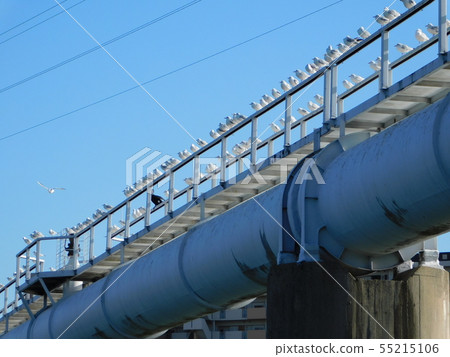 A flock of black-headed gulls and cormorants staying on the water pipe bridge A flock of black-headed gulls and cormorants staying on the water pipe bridge 55215106