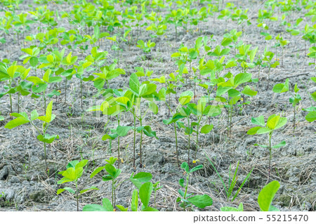 Soybean field 55215470