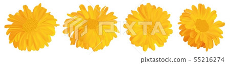 3d realistic marigold flower. Calendula isolated on white background. Top view. Vector illustrator 3d realistic marigold flower. Calendula isolated on white background. Top view. Vector illustrator 55216274