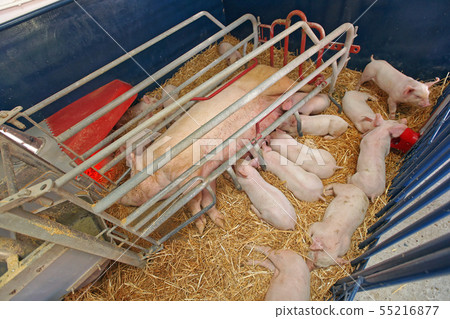Pig Farm 55216877