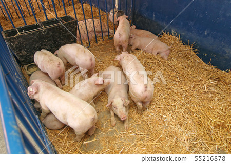 Pigs 55216878