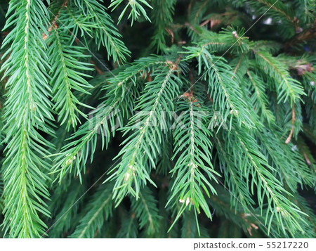 Closeup photo of the green pine tree background Closeup photo of the green pine tree background 55217220
